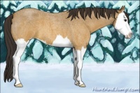 Horse Color:Buckskin Roan Splash 