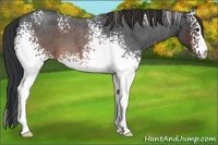 Horse Color:White Spotted Brown Roan 