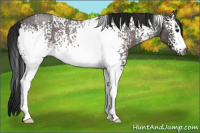 Horse Color:Gray White Spotted Brown Roan
