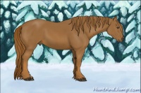 Horse Color:Unknown 