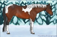 Horse Color:Brown Tobiano Rabicano
