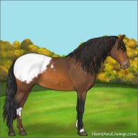 Horse Color:Bay Appaloosa 