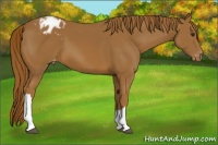 Horse Color:Chestnut Appaloosa 