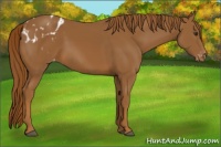Horse Color:Chestnut Appaloosa
