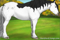 Horse Color:Gray Black Splash Appaloosa