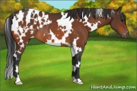 Horse Color:White Spotted Brown Appaloosa Rabicano 
