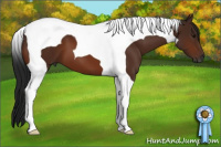 Horse Color:Gray Bay Tobiano 