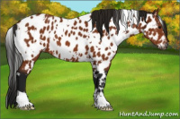 Horse Color:Gray White Spotted Bay Appaloosa 