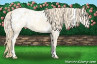 Horse Color:White Spotted Perlino Appaloosa Rabicano