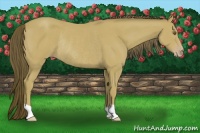 Horse Color:Classic Cream Champagne Rabicano