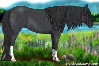 Horse Color:Blue Roan 