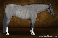 Horse Color:Blue Roan Rabicano 
