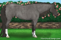 Horse Color:Smoky Blue Roan 