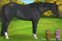 Horse Color:Black 