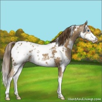 Horse Color:White Spotted Liver Chestnut Splash Appaloosa