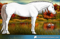 Horse Color:White Spotted Brown Dun Appaloosa 