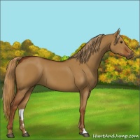 Horse Color:Red Dun
