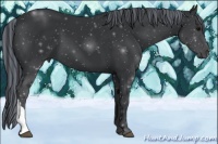Horse Color:Painted Black 