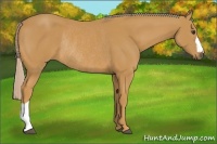 Horse Color:Palomino Rabicano