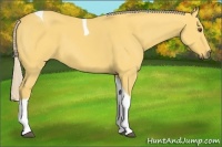 Horse Color:Palomino Dun Tobiano 