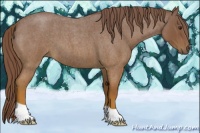 Horse Color:Red Roan 