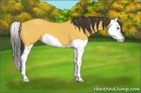 Horse Color:Buckskin Splash 