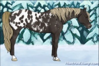 Horse Color:Liver Chestnut Near Leopard 