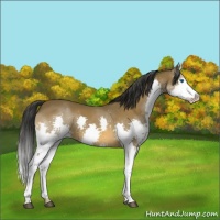 Horse Color:Bay Splash 