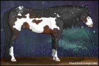 Horse Color:Brown Frame Appaloosa 