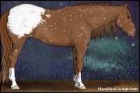 Horse Color:Chestnut Appaloosa