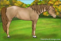 Horse Color:Liver Chestnut Pearl 