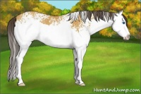 Horse Color:White Spotted Amber Champagne Splash 