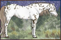 Horse Color:White Spotted Chocolate Palomino Frame Appaloosa 
