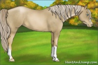 Horse Color:Chocolate Palomino Pearl