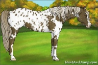 Horse Color:White Spotted Chocolate Palomino Sabino Blanket 