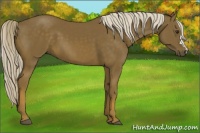 Horse Color:Chocolate Palomino 