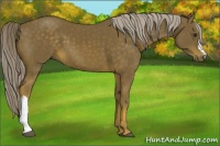 Horse Color:Chocolate Palomino 