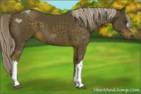 Horse Color:Chocolate Palomino 