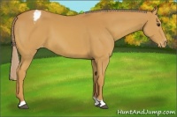 Horse Color:Palomino Appaloosa 
