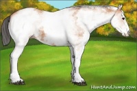 Horse Color:White Spotted Buckskin 