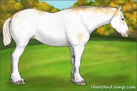 Horse Color:White Spotted Silver Amber Champagne Dun Splash Frame 