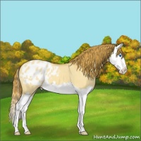 Horse Color:Gold Champagne Dun Splash Appaloosa 