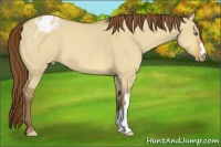Horse Color:Amber Champagne Dun Appaloosa 