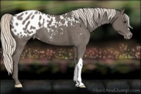 Horse Color:Silver Black Appaloosa 