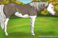Horse Color:Silver Black Splash Appaloosa