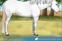 Horse Color:Bay Roan Dun Snowcap