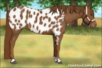 Horse Color:Chestnut Near Leopard 