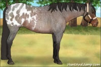 Horse Color:Liver Red Roan Appaloosa