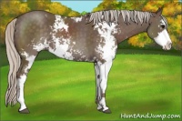 Horse Color:Silver Black Sabino 