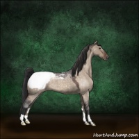 Horse Color:Brown Roan Dun Appaloosa